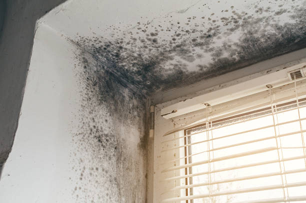 Affordable Mold Cleanup solutions in Newton Upper Falls, MA