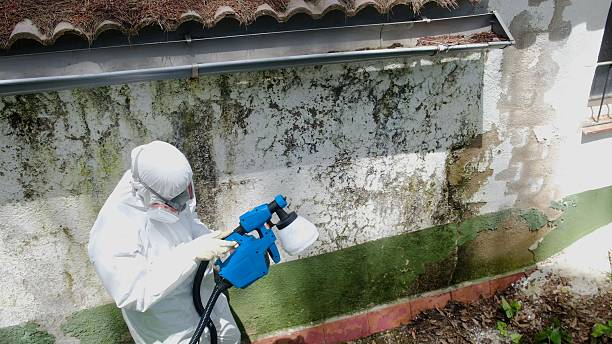 Trusted Mold Inspection service in Newton Upper Falls, MA - Cheap Mold Removal